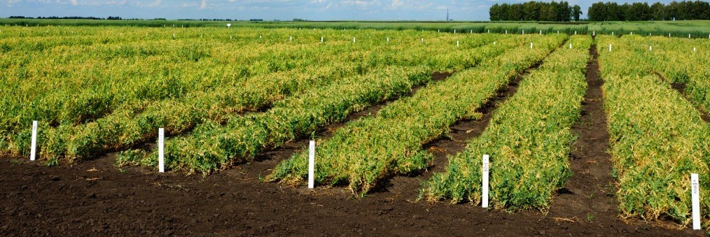 Услуги агрономов и сортоиспытание